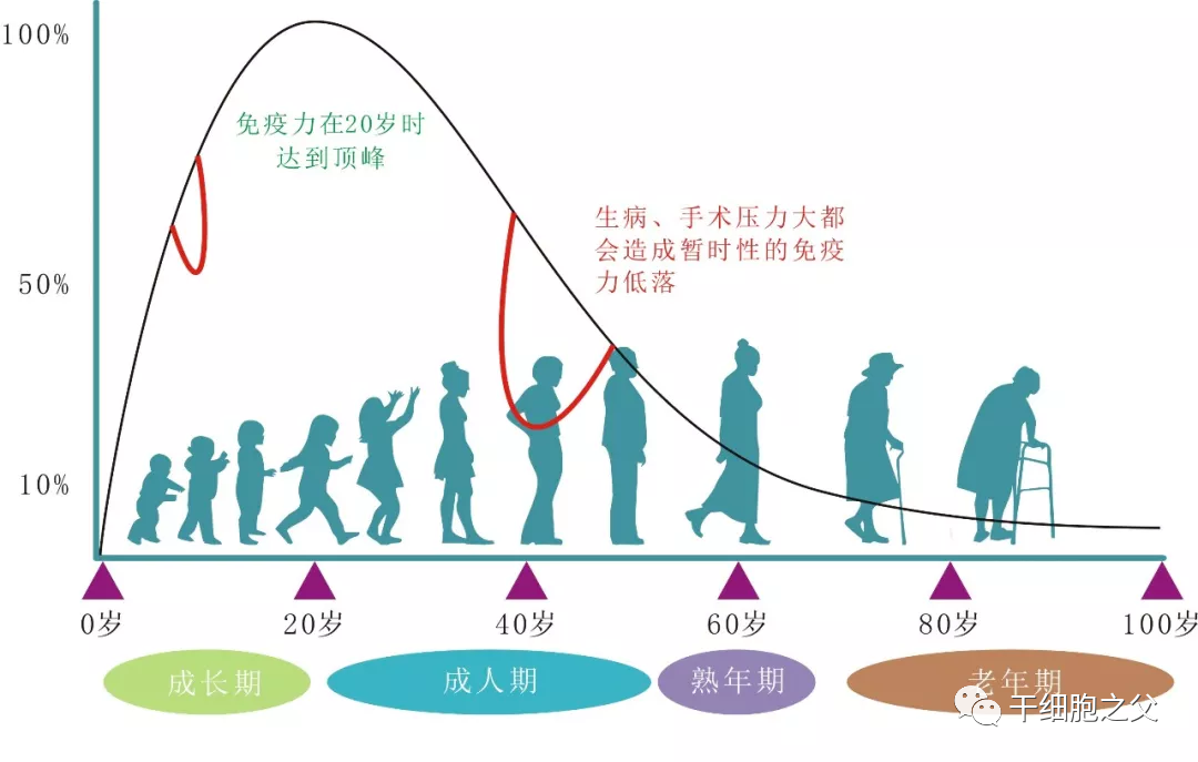 人体免疫细胞，守护生命健康的卫士