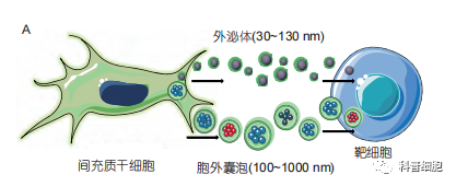 【间充质干细胞】 治疗疾病的四大作用机制