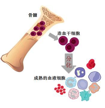 干细胞可以从人体的哪些组织中提取