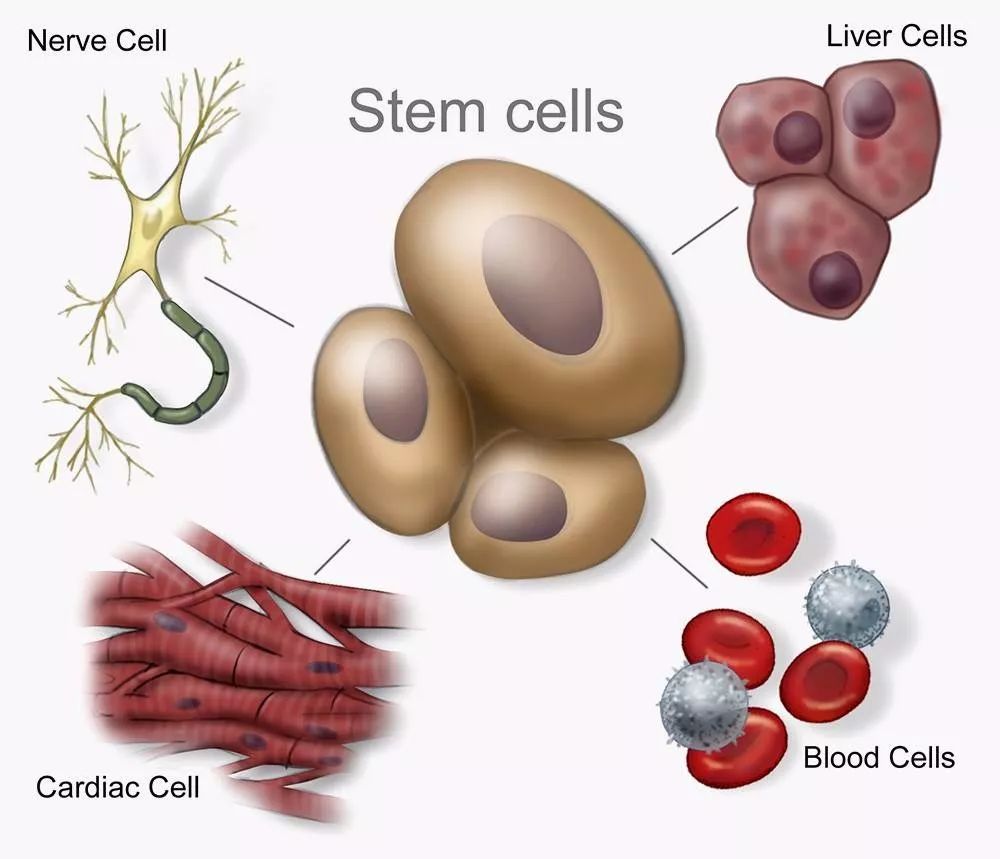 干细胞抗衰的常见问题和解析！