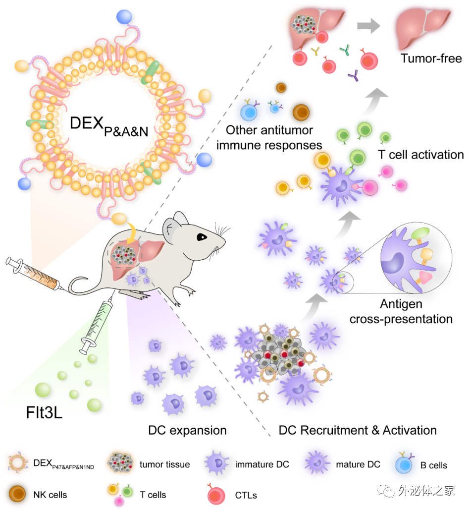 J Hematol Oncol | 天津医科大学尹海芳团队：研发一种基于树突状细胞来源外泌体的通用型个体化肿瘤免疫治疗新策略