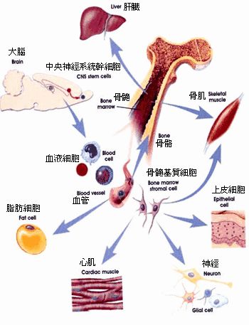 干细胞可以从人体的哪些组织中提取