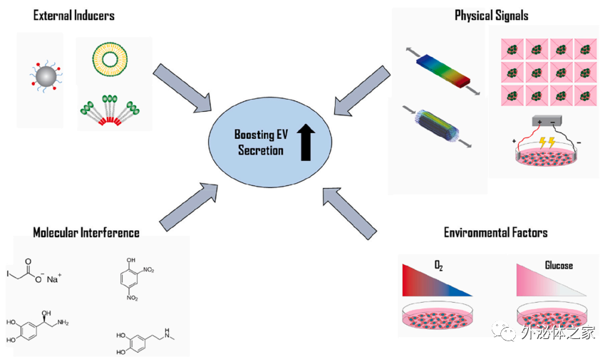 Biotechnol Adv丨什么方法能促进外泌体的大量分泌？