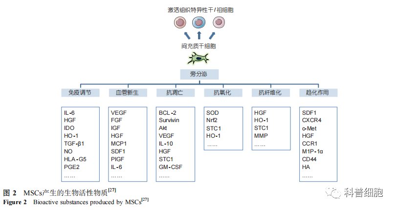 【间充质干细胞】 治疗疾病的四大作用机制