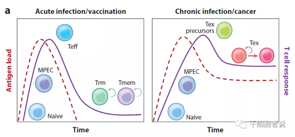 T细胞也有累了的时候，如何理解 T 细胞耗竭