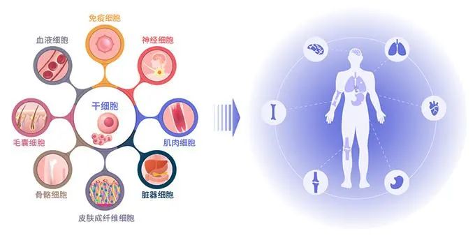 干细胞医疗普通人该如何理解？