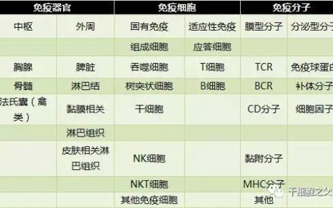 人体免疫细胞军团，是如何制敌的？