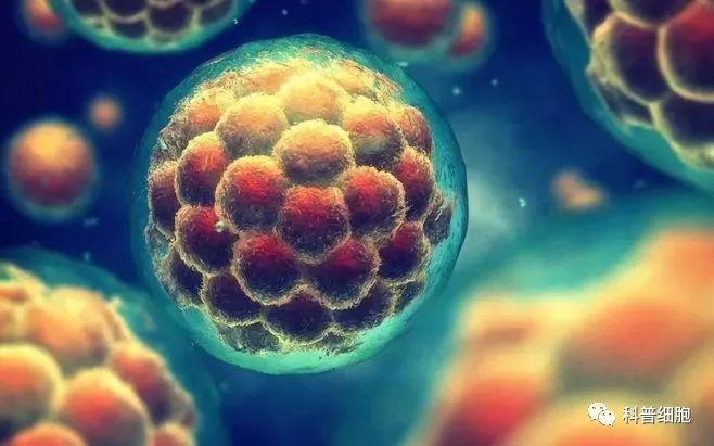 都说干细胞、免疫细胞可以抗衰老，它们在抗衰老过程中发挥的作用是什么？