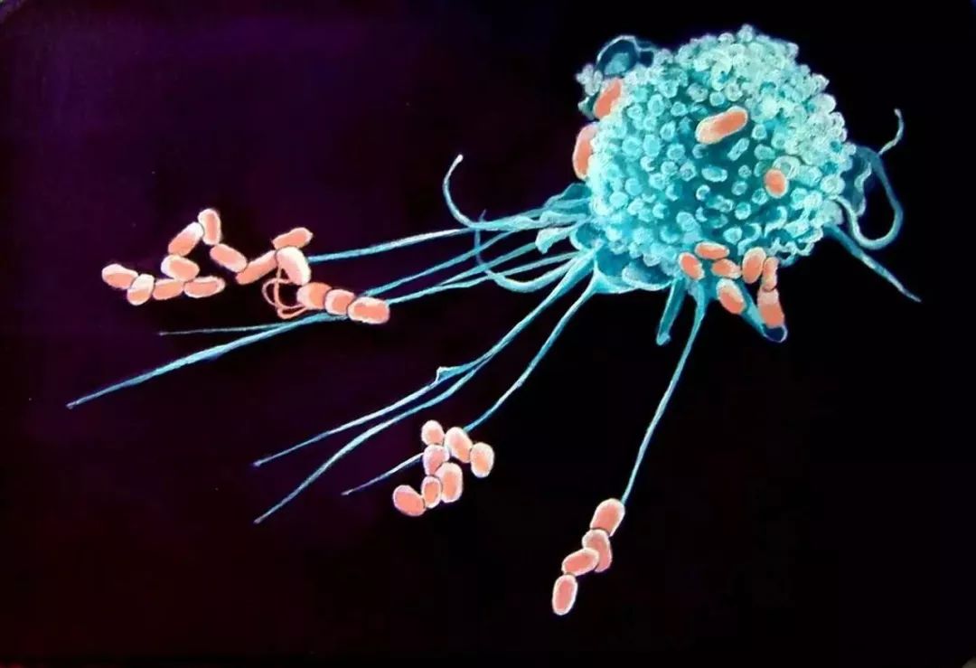 人体免疫细胞军团，是如何制敌的？