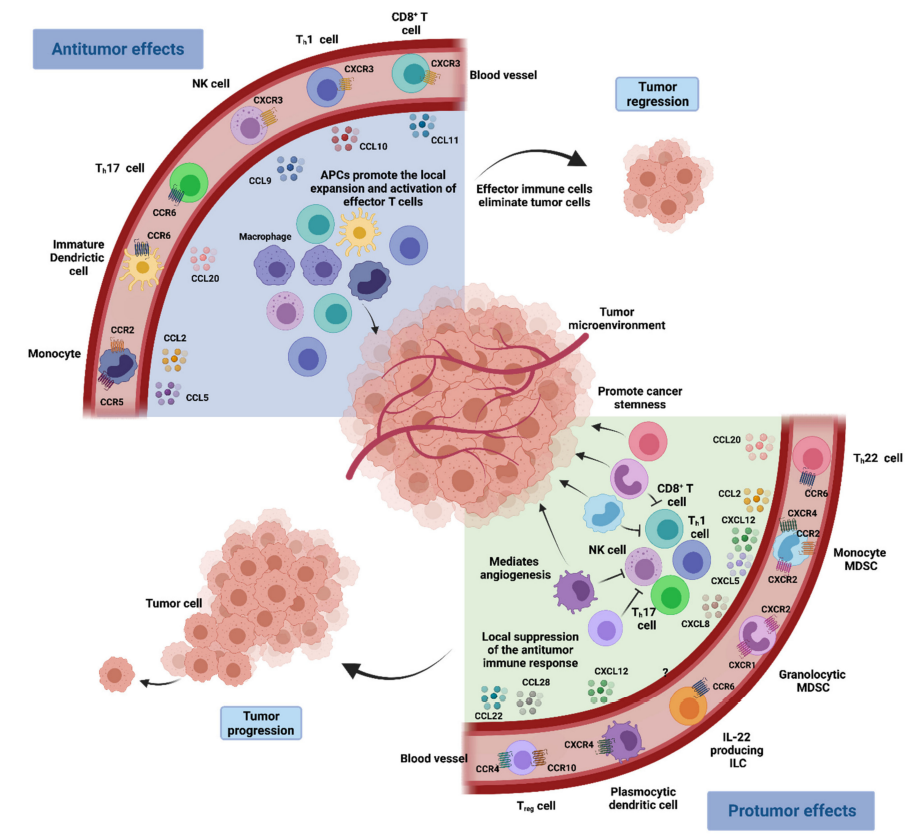 肿瘤免疫治疗中的趋化因子