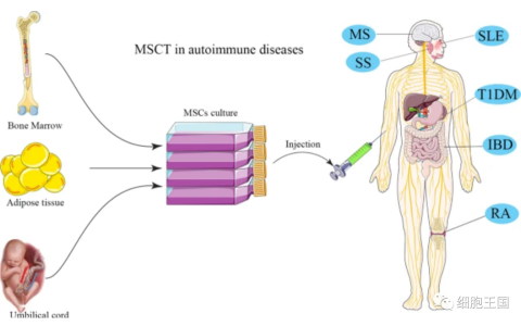 综述｜(含细胞应用方案)干细胞在自身免疫性疾病治疗中的临床价值