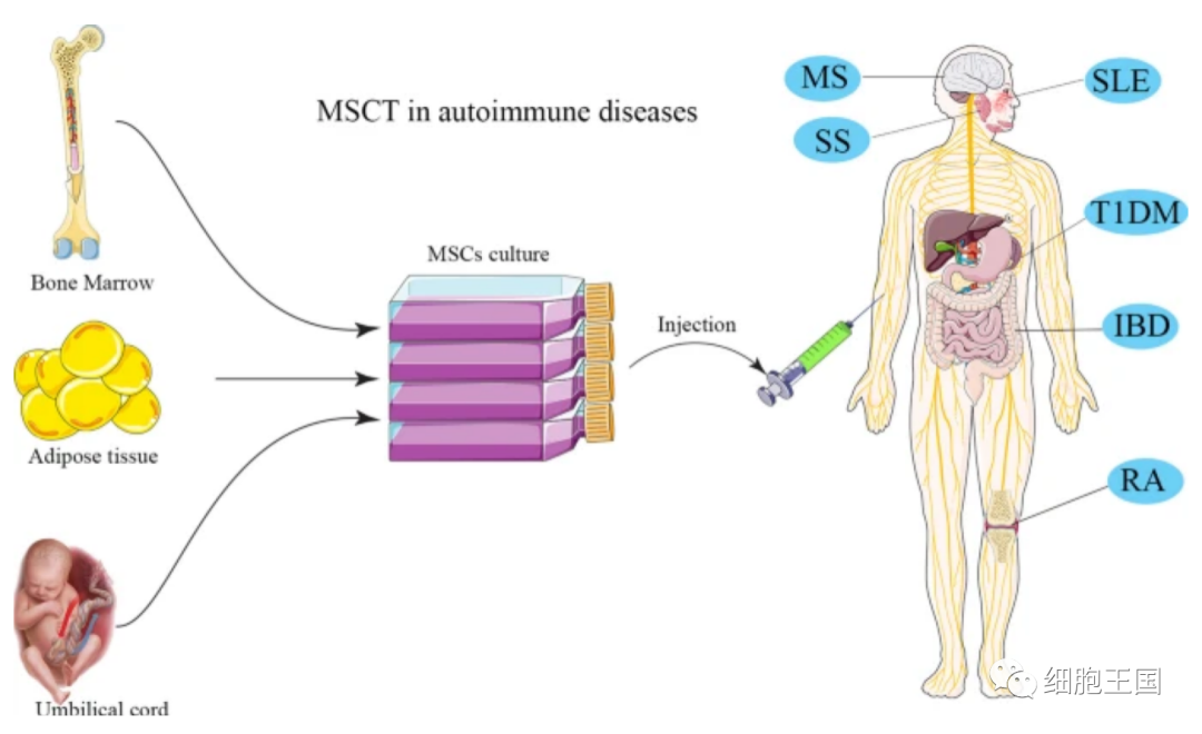 综述｜(含细胞应用方案)干细胞在自身免疫性疾病治疗中的临床价值