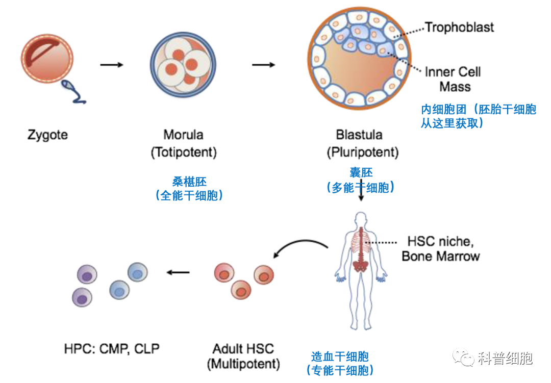 干细胞 | 治疗银屑病临床研究进展