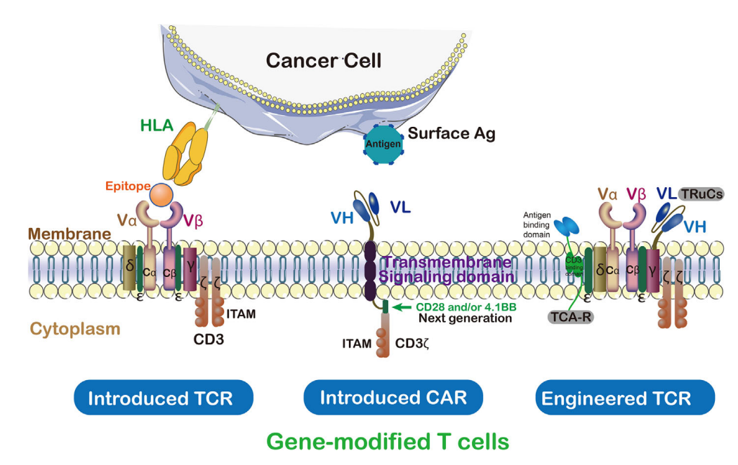 细胞治疗的前沿领域：TCR-T细胞疗法