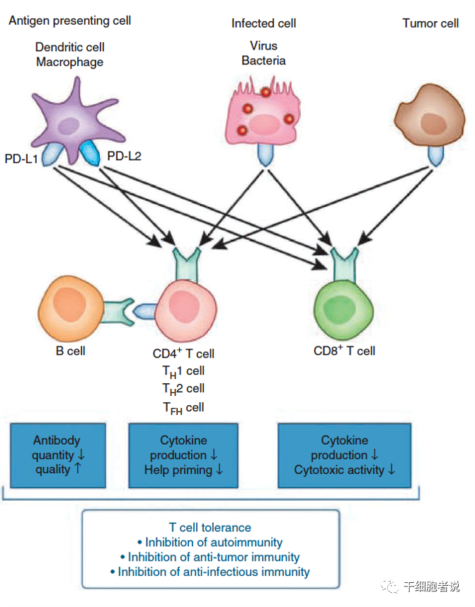 T细胞也有累了的时候，如何理解 T 细胞耗竭