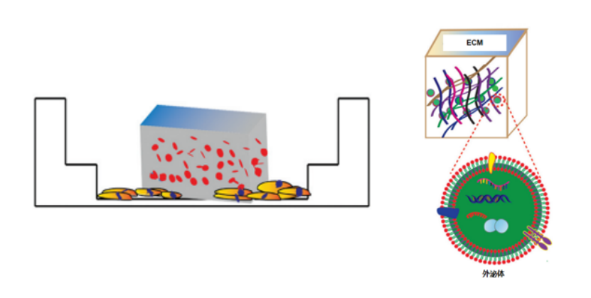 再生医学材料的黄金搭档：外泌体与细胞外基质