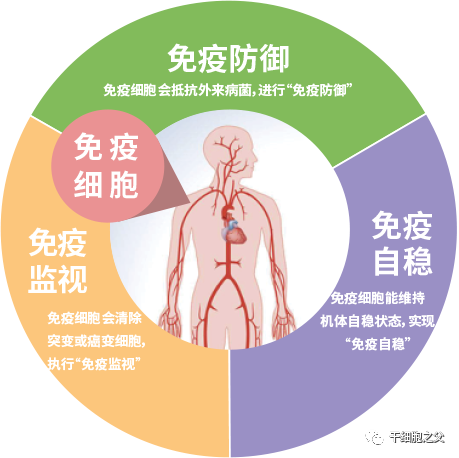 人体免疫细胞，守护生命健康的卫士