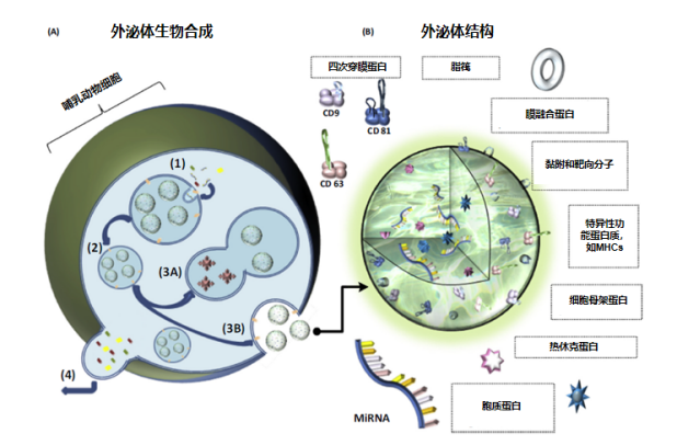 再生医学材料的黄金搭档：外泌体与细胞外基质