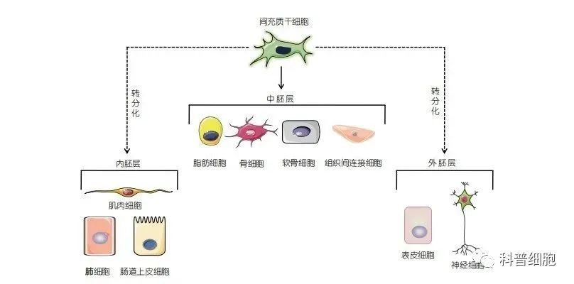 【间充质干细胞】 治疗疾病的四大作用机制