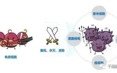 人体免疫细胞，守护生命健康的卫士