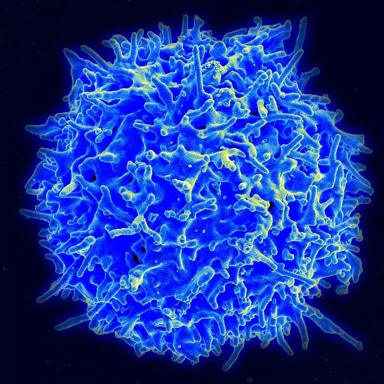 人体免疫细胞军团，是如何制敌的？