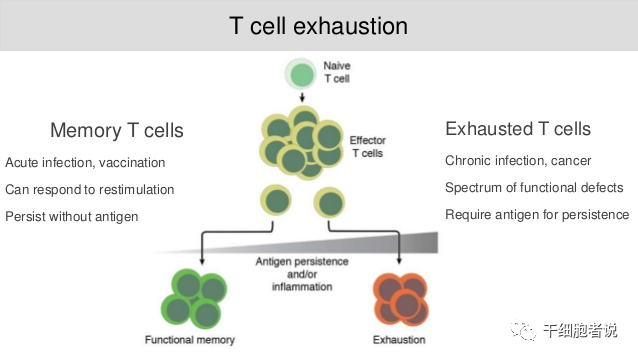 T细胞也有累了的时候，如何理解 T 细胞耗竭