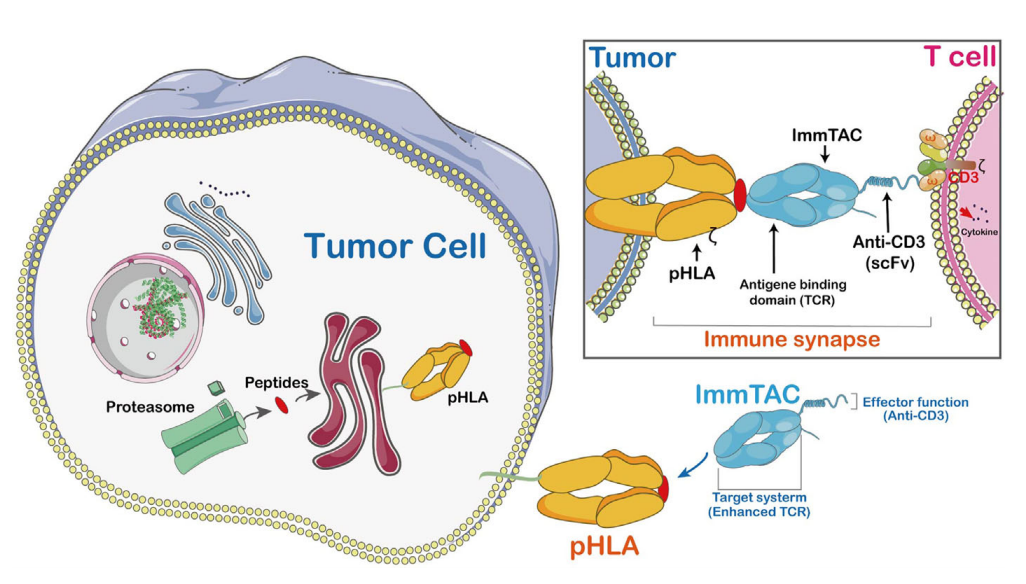 细胞治疗的前沿领域：TCR-T细胞疗法