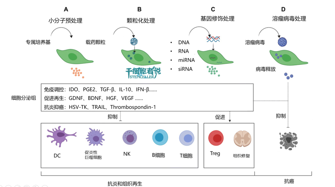 临床级间充质干细胞的技术壁垒：工艺制造