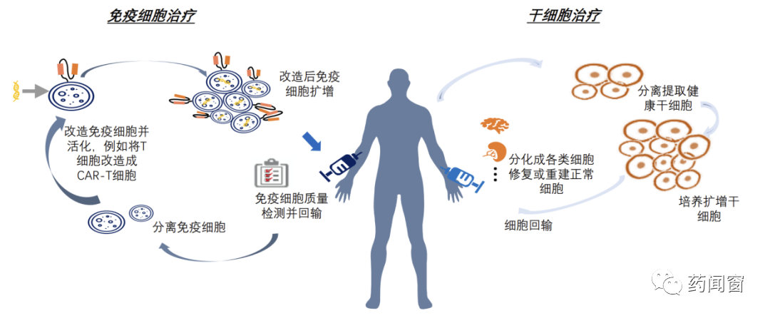 细胞疗法制胜未来