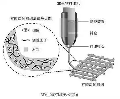 干细胞：生命的再生摇篮