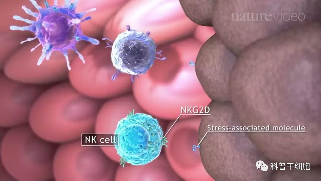 NK细胞-人体内的“尚方宝剑”