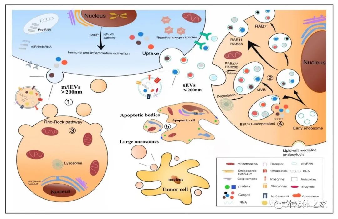 Frontiers in Oncology | 西南医科大学临床医学院的韩云炜教授团队：细胞外囊泡与肝细胞癌：机遇与挑战