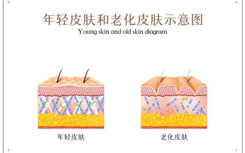 干细胞抗衰丨肌肤、免疫、心脑血管等有哪些改善