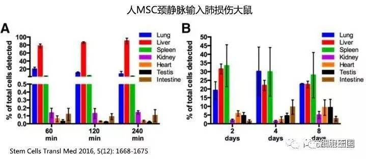 回输体内的干细胞都去了哪里