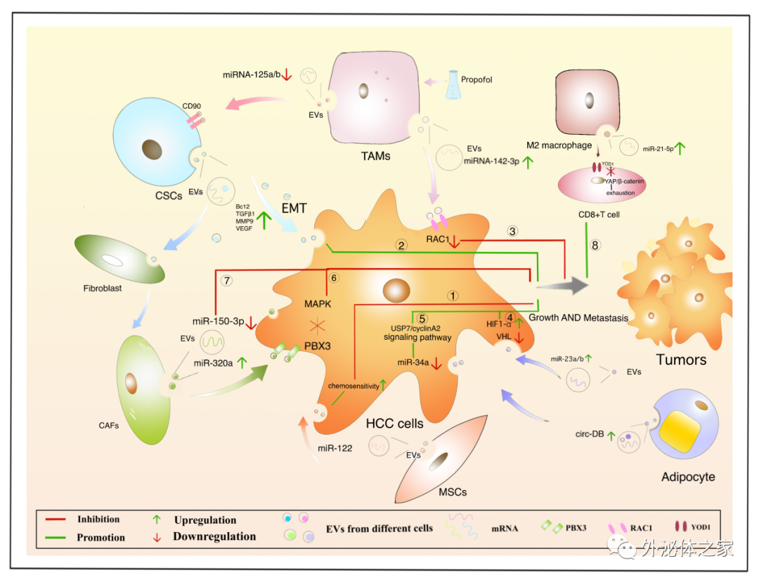 Frontiers in Oncology | 西南医科大学临床医学院的韩云炜教授团队：细胞外囊泡与肝细胞癌：机遇与挑战