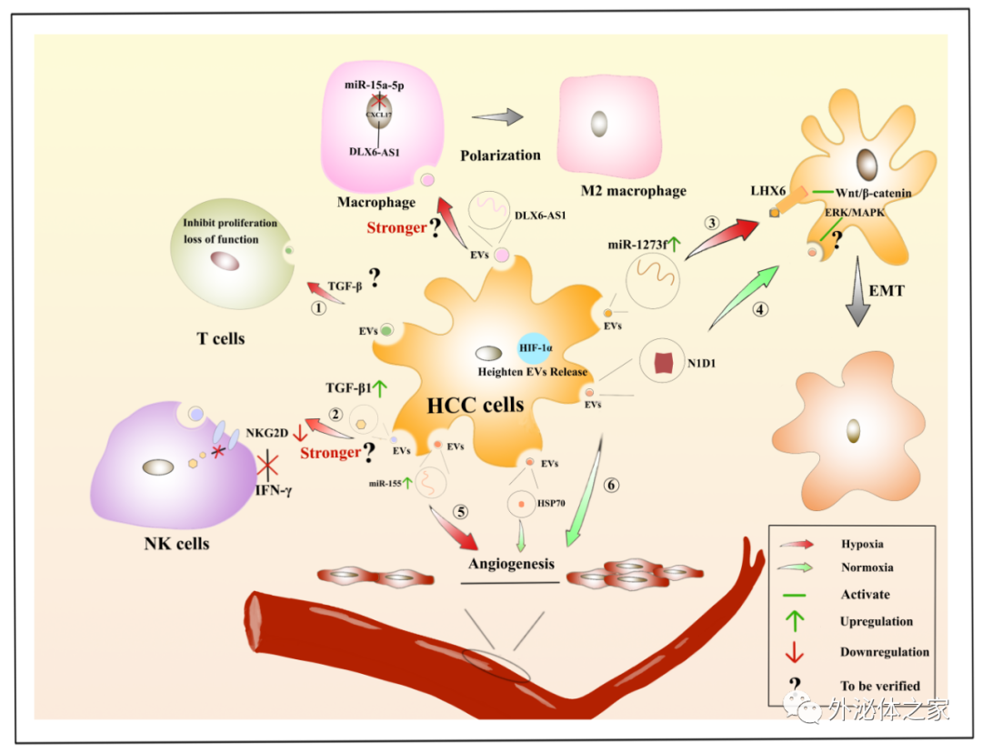 Frontiers in Oncology | 西南医科大学临床医学院的韩云炜教授团队：细胞外囊泡与肝细胞癌：机遇与挑战