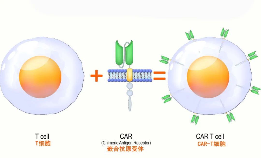 人类高质量细胞——免疫细胞