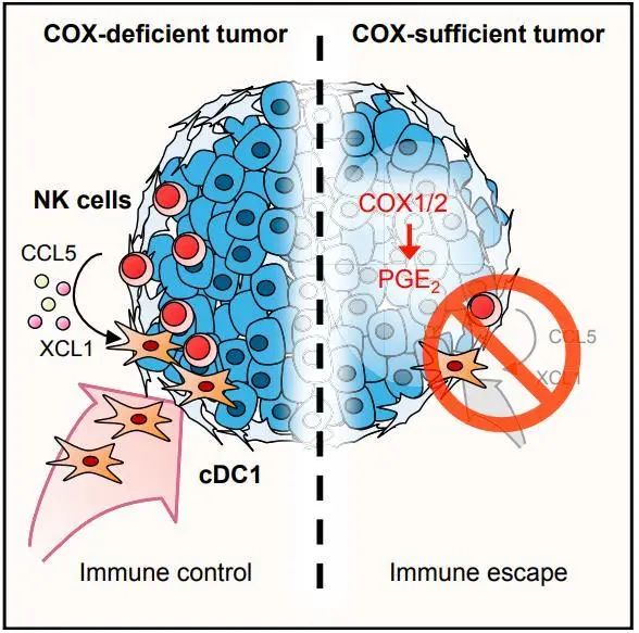 人体免疫系统中的NK细胞，防癌、抵御病毒、抗衰老一肩挑