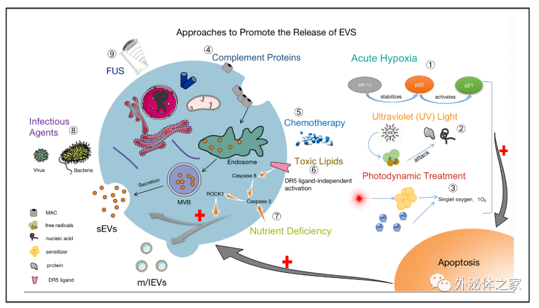 Frontiers in Oncology | 西南医科大学临床医学院的韩云炜教授团队：细胞外囊泡与肝细胞癌：机遇与挑战