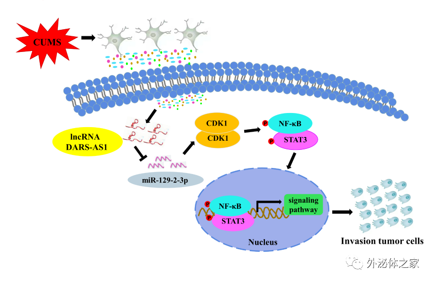 Cancer Lett |西北工业大学尹大川团队发现外泌体递送DARS-AS1 siRNA可用于抑制慢性应激诱导的乳腺癌侵袭转移