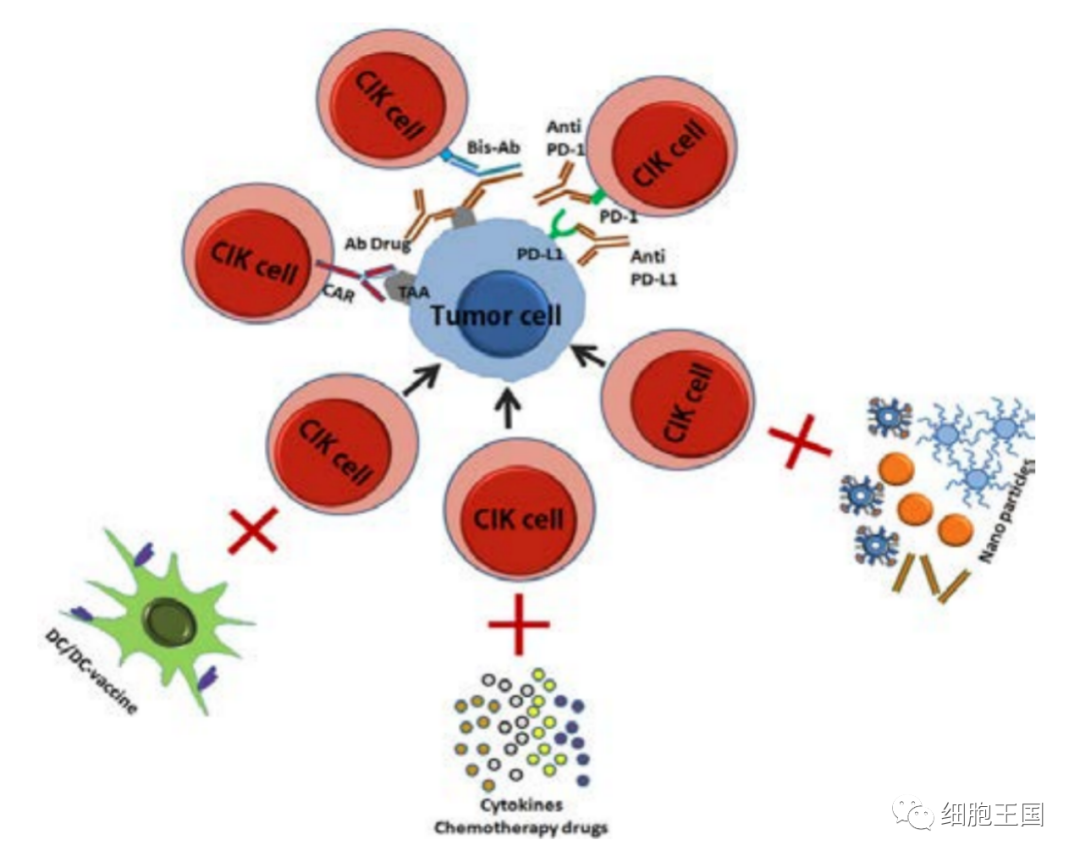 抗癌免疫细胞疗法：DC、CIK、NK、TIL、γδT... 有何不同？