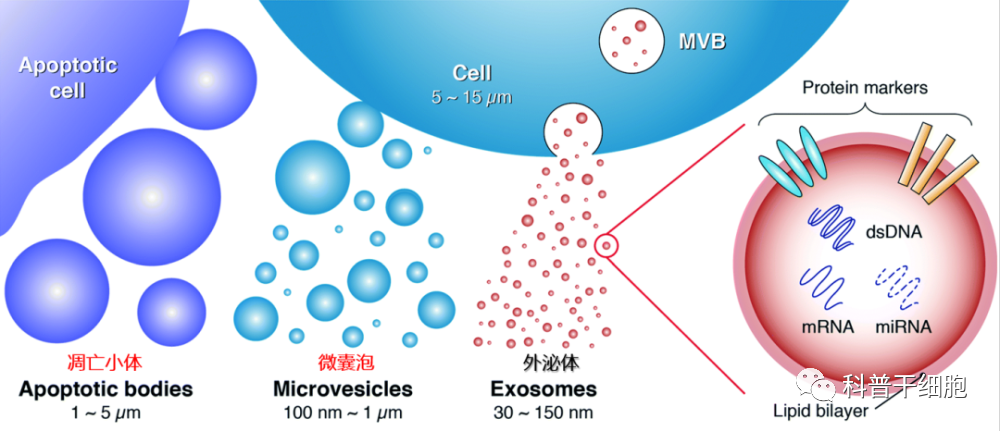 为什么干细胞外泌体成为皮肤护理的再生利器？