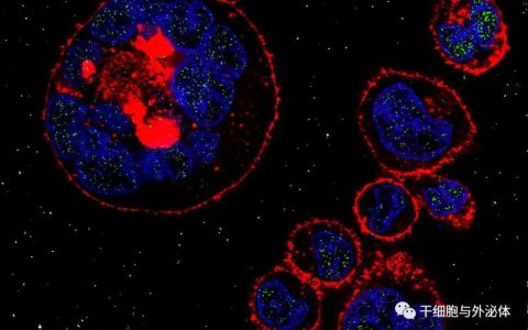 FDA批准iPS细胞衍生间充质干细胞治疗移植物抗宿主病2期临床试验的IND申请