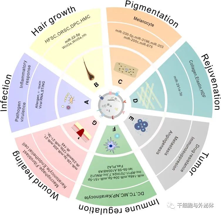 华西医院皮肤科 | 细胞外囊泡：皮肤病变中的新兴疗法