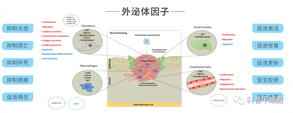 为什么干细胞外泌体成为皮肤护理的再生利器？
