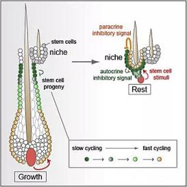 自研自体毛囊再生种植技术，「华科同济干细胞」成功临床应用大面积植发