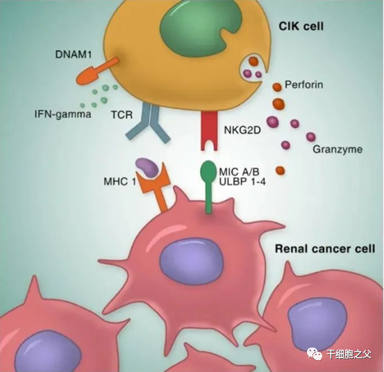 CIK细胞疗法：显著提高患者生存率，降低癌症复发率