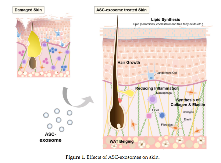 新晋美容“网红”—外泌体在皮肤修复与再生中的应用