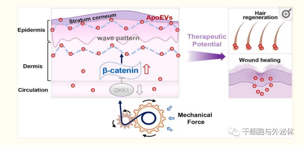 中大 | 凋亡细胞外囊泡能够滋养皮肤和促进头发生长