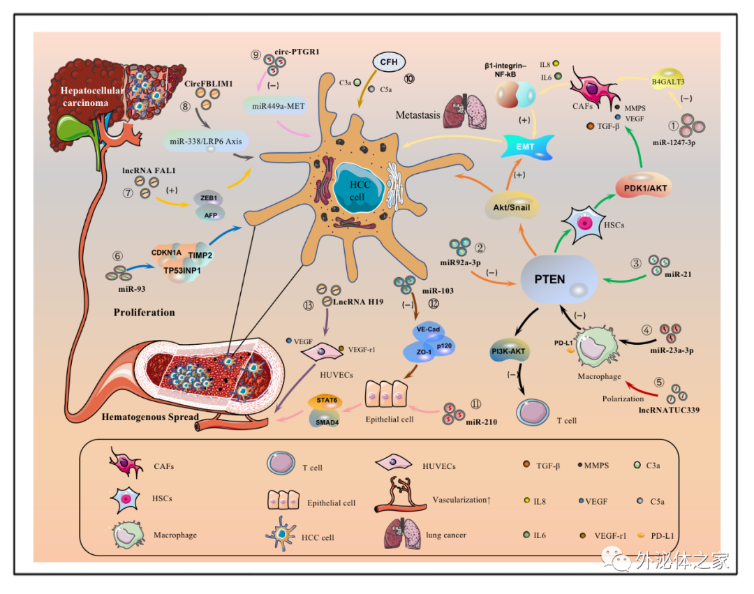 Frontiers in Oncology | 西南医科大学临床医学院的韩云炜教授团队：细胞外囊泡与肝细胞癌：机遇与挑战